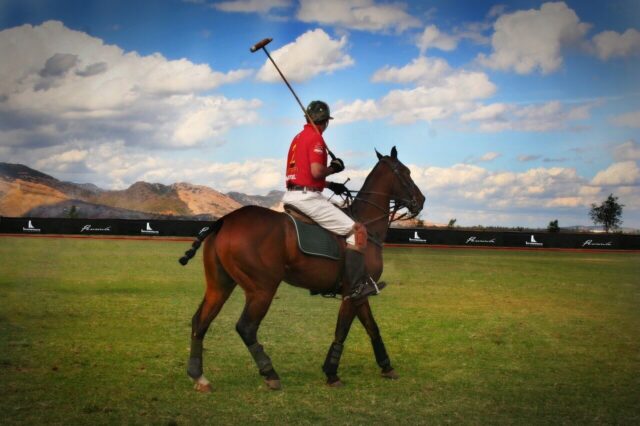 Caballo de Polo Argentino