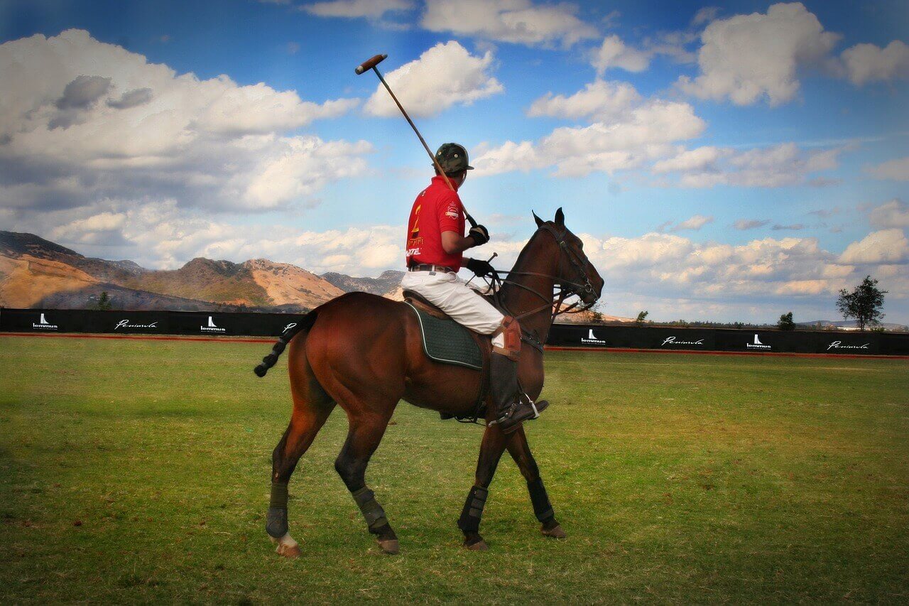 Caballo de Polo Argentino